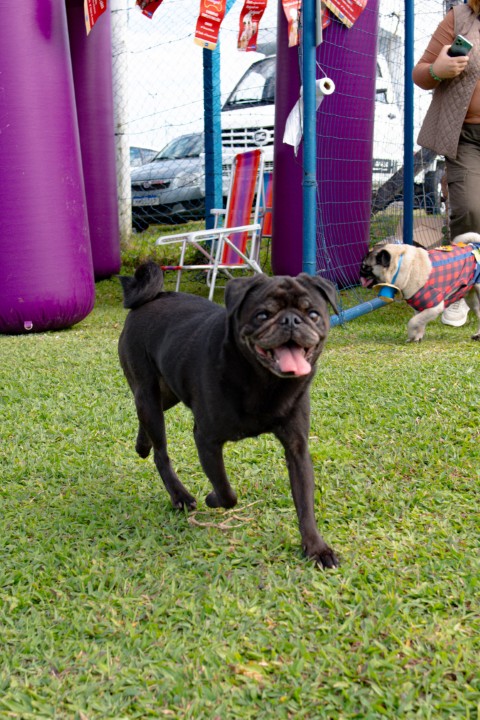 Foto do Pugnic 2026